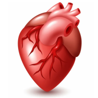 Сердце и кровообращение